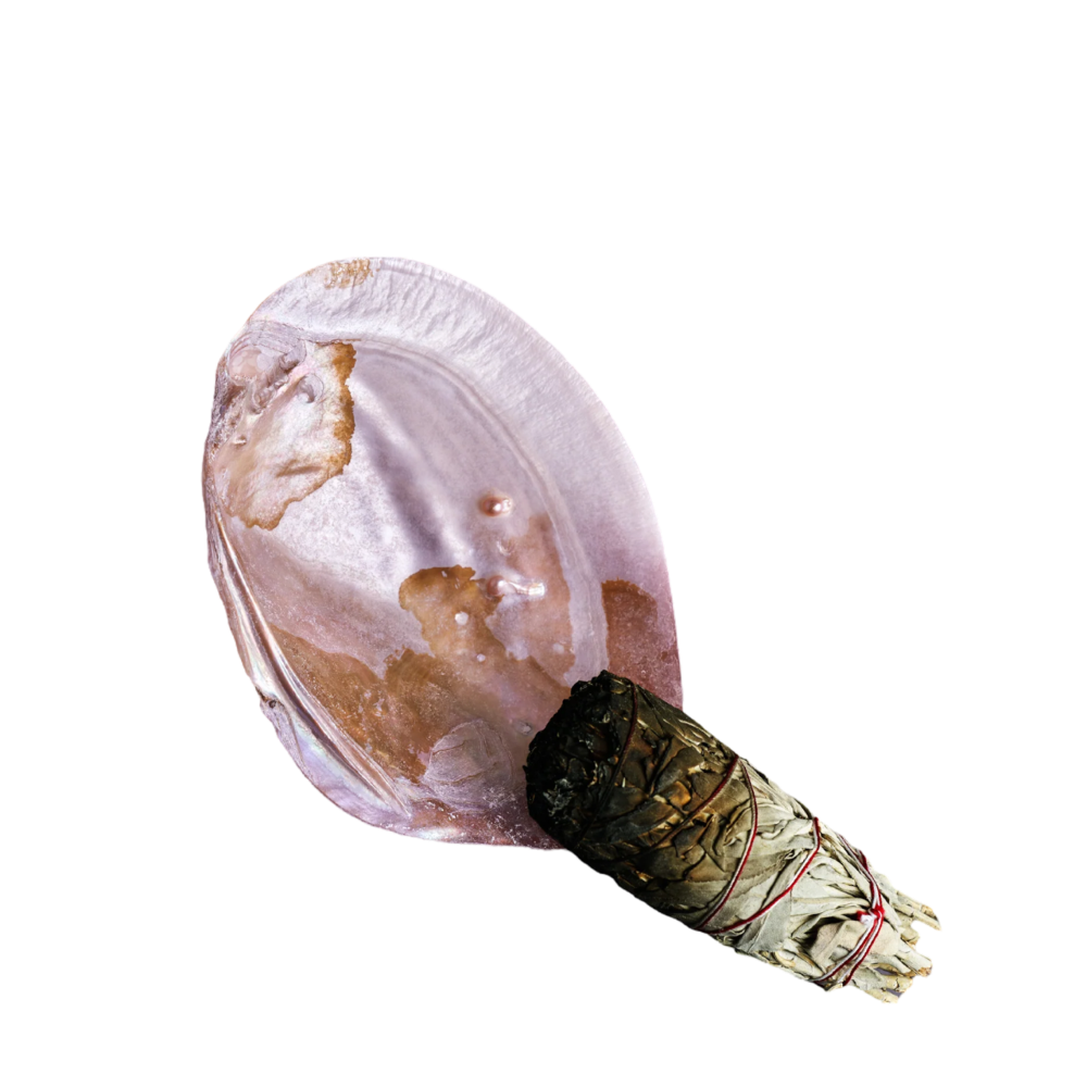 Snäckskal Pink Shell