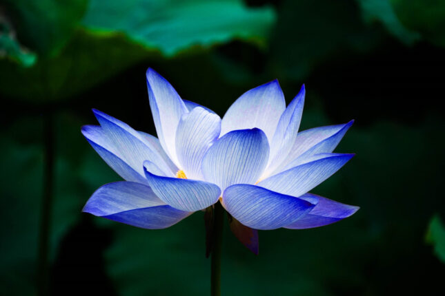 Lotus,Blue,In,Water,Nature